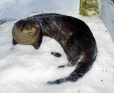 otter in snow